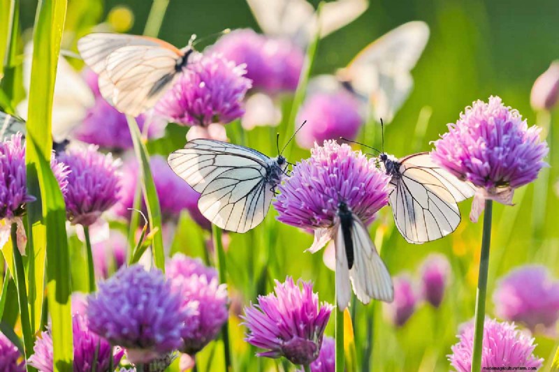 Controlla la diffusione dell allium:previeni la crescita invasiva nel tuo giardino 
