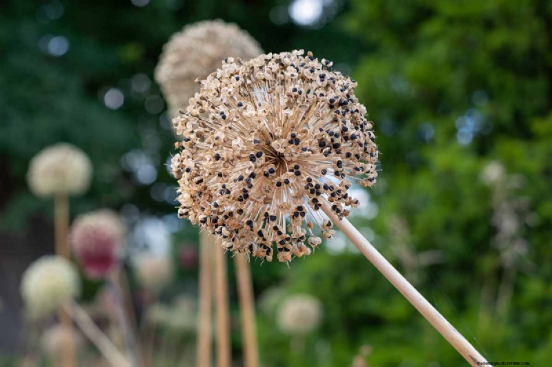 Controlla la diffusione dell allium:previeni la crescita invasiva nel tuo giardino 