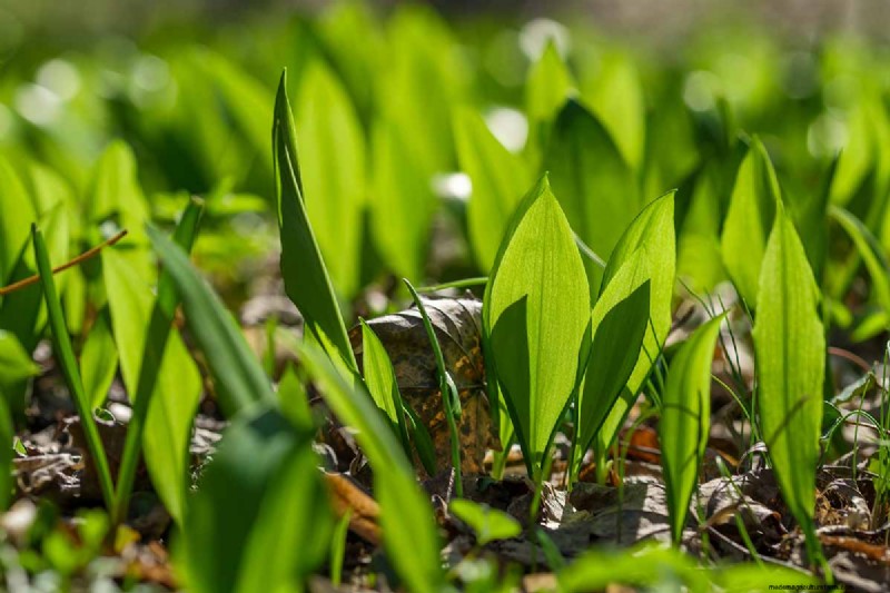Controlla la diffusione dell allium:previeni la crescita invasiva nel tuo giardino 