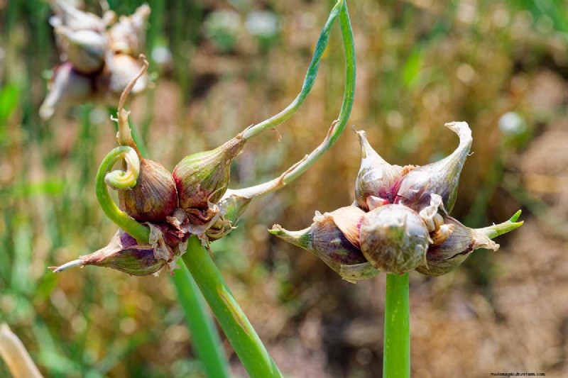 Controlla la diffusione dell allium:previeni la crescita invasiva nel tuo giardino 