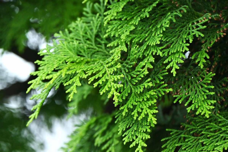 Cipresso Hinoki:coltivare e prendersi cura di questo splendido sempreverde 
