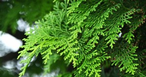 Cipresso Hinoki:coltivare e prendersi cura di questo splendido sempreverde 
