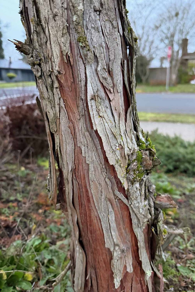 Cipresso Hinoki:coltivare e prendersi cura di questo splendido sempreverde 