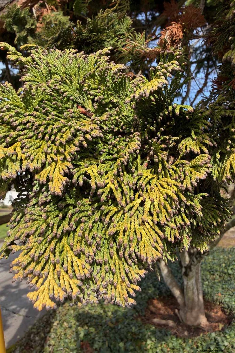 Cipresso Hinoki:coltivare e prendersi cura di questo splendido sempreverde 