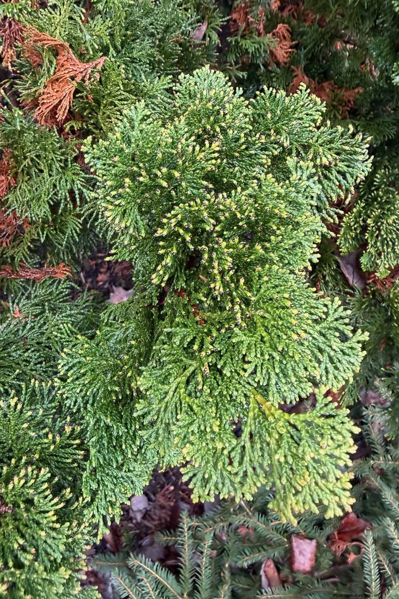 Cipresso Hinoki:coltivare e prendersi cura di questo splendido sempreverde 
