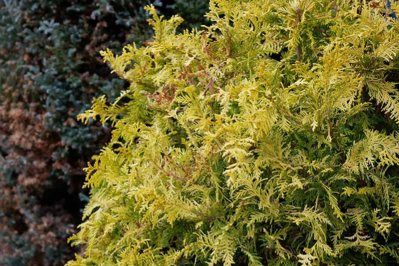 Cipresso Hinoki:coltivare e prendersi cura di questo splendido sempreverde 