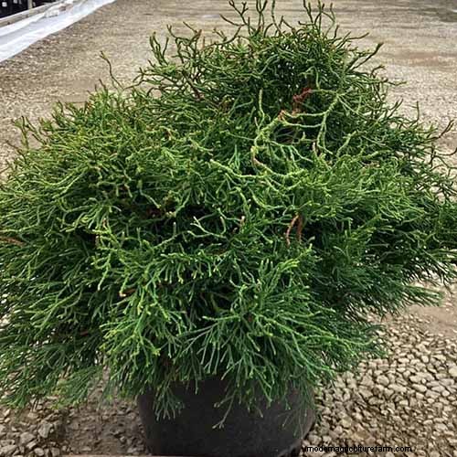 Cipresso Hinoki:coltivare e prendersi cura di questo splendido sempreverde 