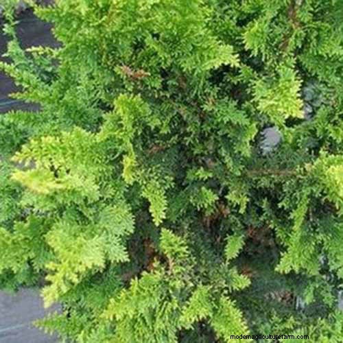 Cipresso Hinoki:coltivare e prendersi cura di questo splendido sempreverde 