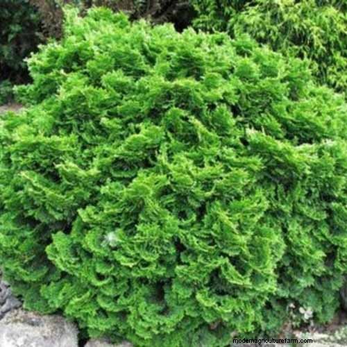 Cipresso Hinoki:coltivare e prendersi cura di questo splendido sempreverde 