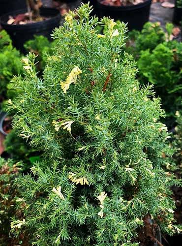 Cipresso Hinoki:coltivare e prendersi cura di questo splendido sempreverde 