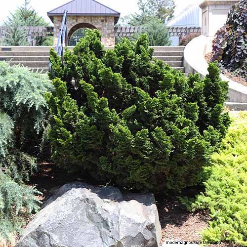 Cipresso Hinoki:coltivare e prendersi cura di questo splendido sempreverde 