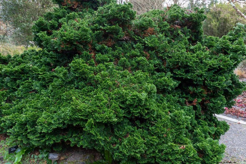 Cipresso Hinoki:coltivare e prendersi cura di questo splendido sempreverde 