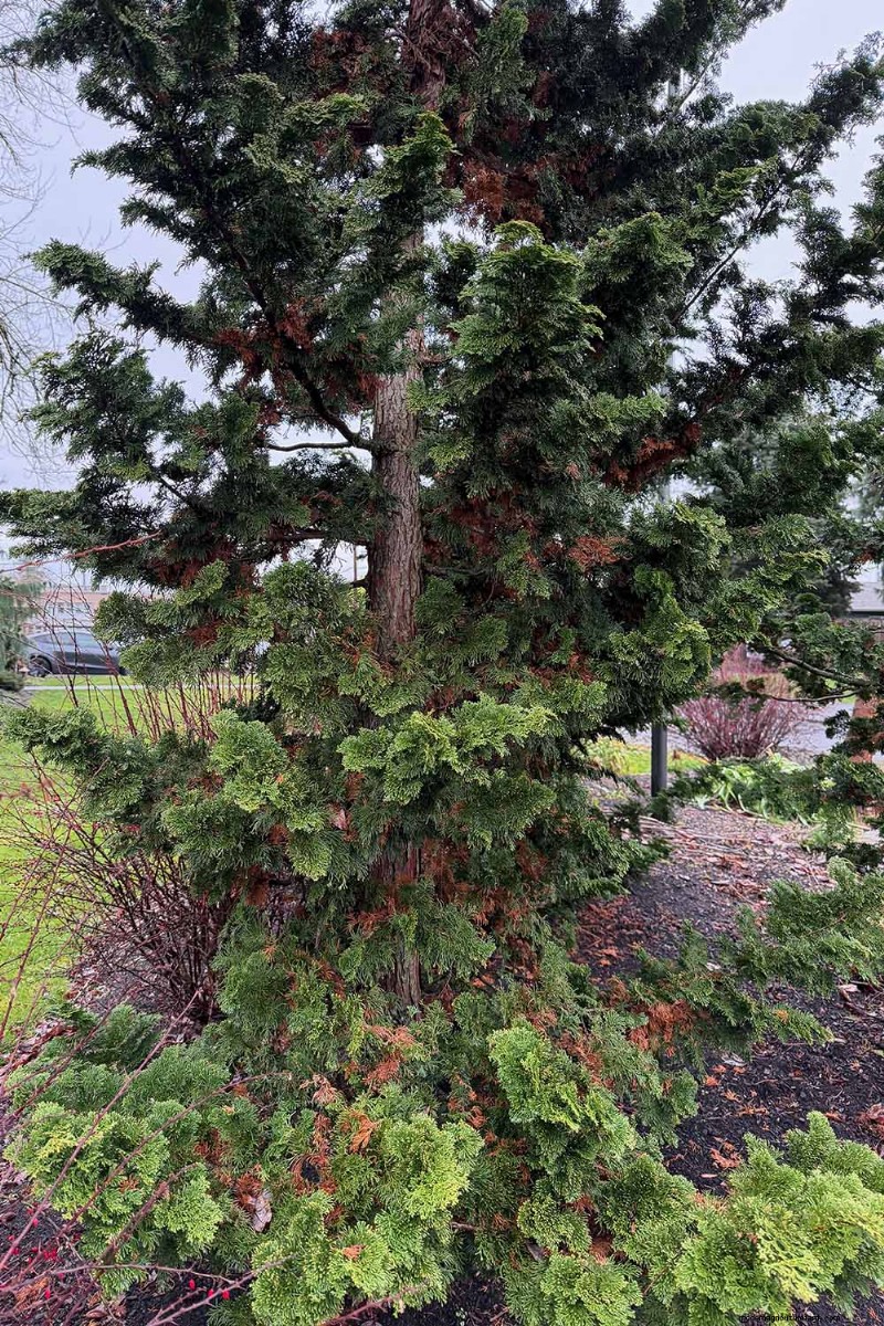Cipresso Hinoki:coltivare e prendersi cura di questo splendido sempreverde 