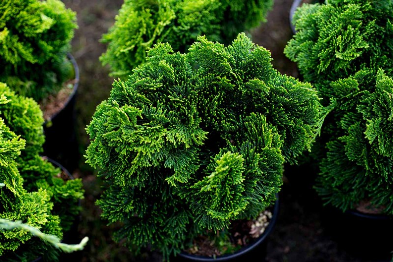 Cipresso Hinoki:coltivare e prendersi cura di questo splendido sempreverde 