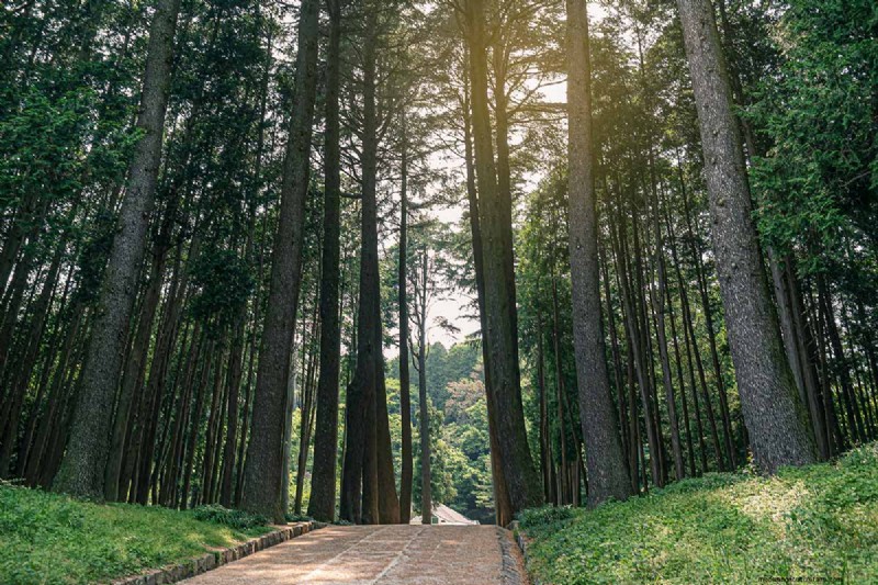 Cipresso Hinoki:coltivare e prendersi cura di questo splendido sempreverde 