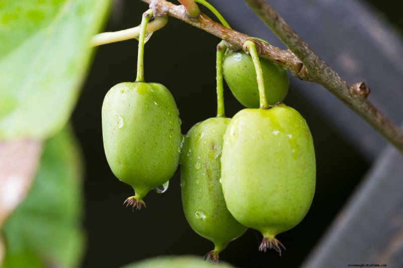 Groeiende winterharde kiwi-wijnstokken:een uitgebreide gids 
