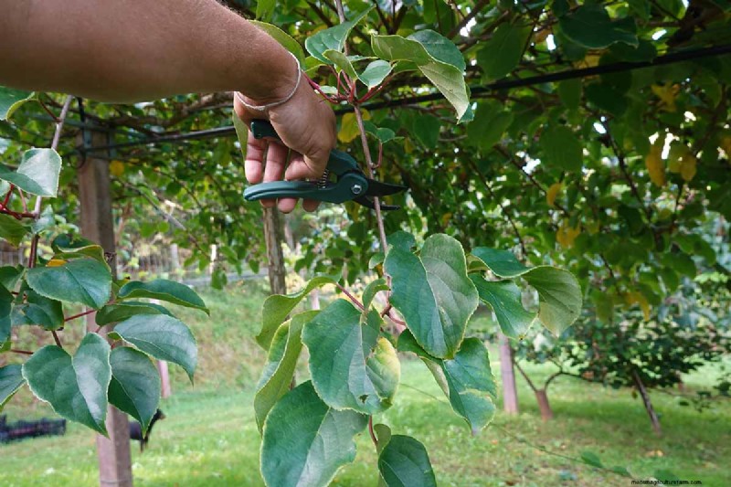 Groeiende winterharde kiwi-wijnstokken:een uitgebreide gids 