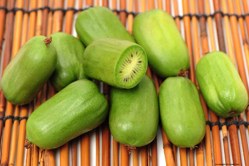 Groeiende winterharde kiwi-wijnstokken:een uitgebreide gids 