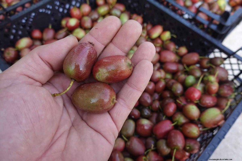 Groeiende winterharde kiwi-wijnstokken:een uitgebreide gids 
