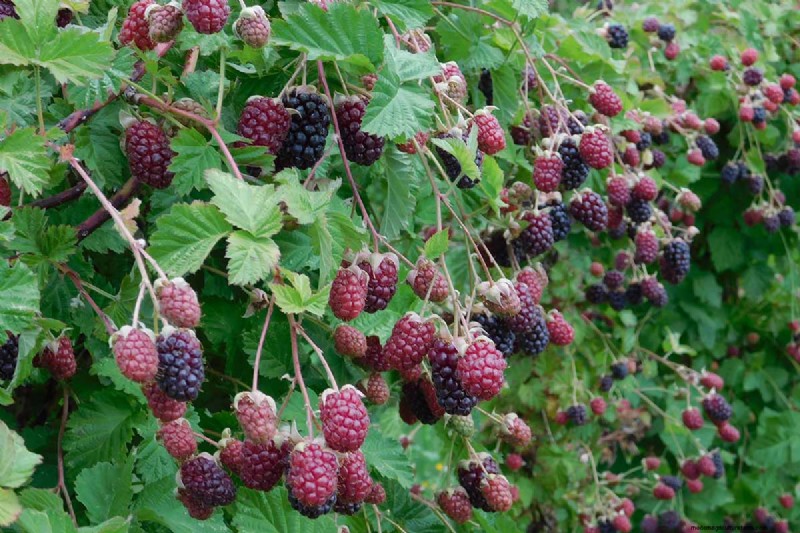 Cultivo de Marionberries:una guía completa para jardineros domésticos 
