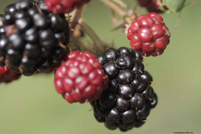 Cultivo de Marionberries:una guía completa para jardineros domésticos 
