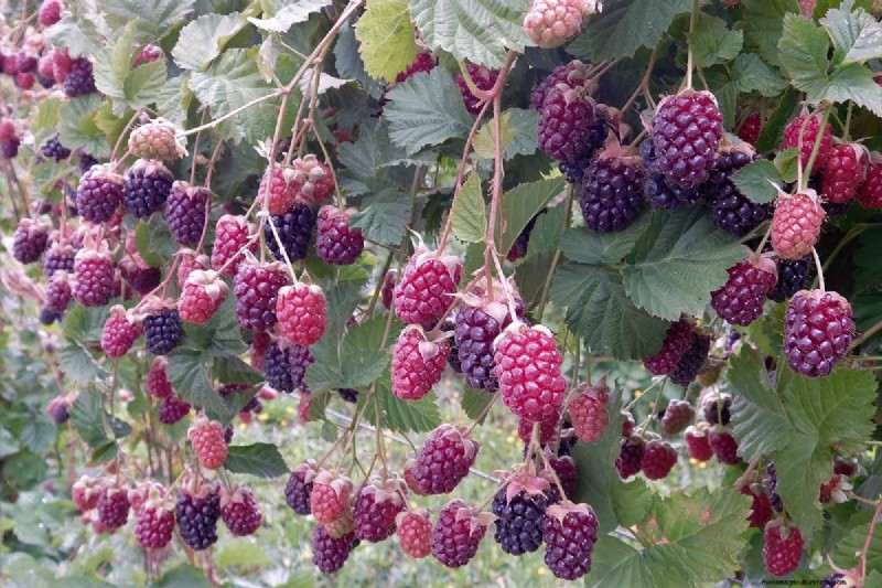 Cultivo de Marionberries:una guía completa para jardineros domésticos 