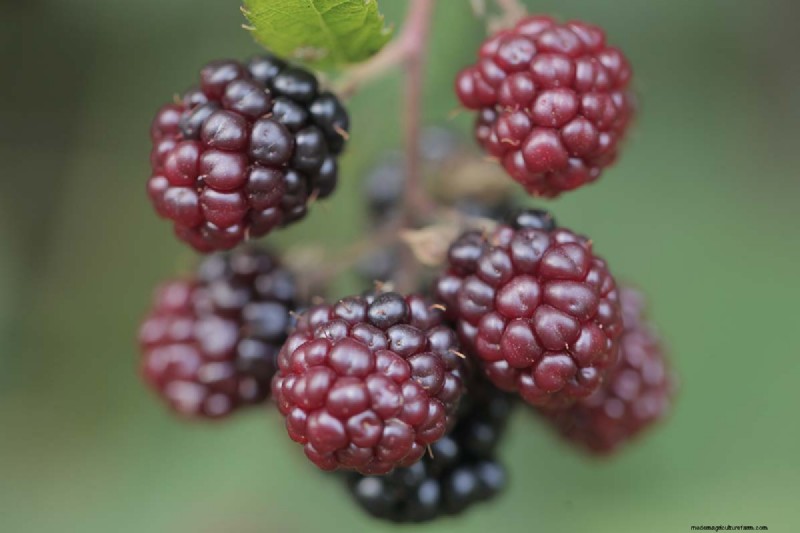 Cultivo de Marionberries:una guía completa para jardineros domésticos 