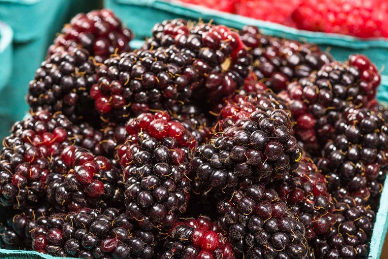 Cultivo de Marionberries:una guía completa para jardineros domésticos 