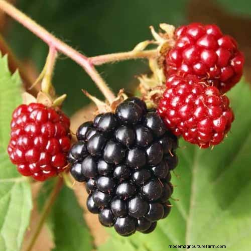 Cultivo de Marionberries:una guía completa para jardineros domésticos 