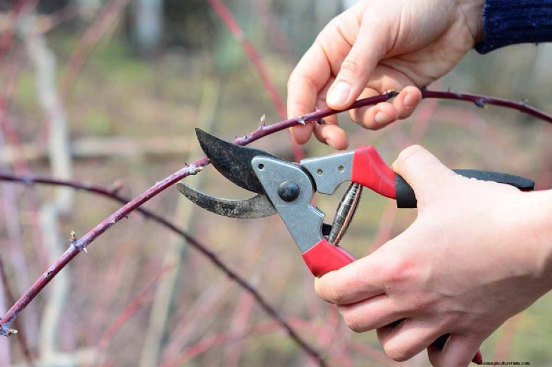 Cultivo de Marionberries:una guía completa para jardineros domésticos 