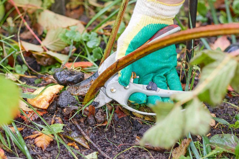 Cultivo de Marionberries:una guía completa para jardineros domésticos 