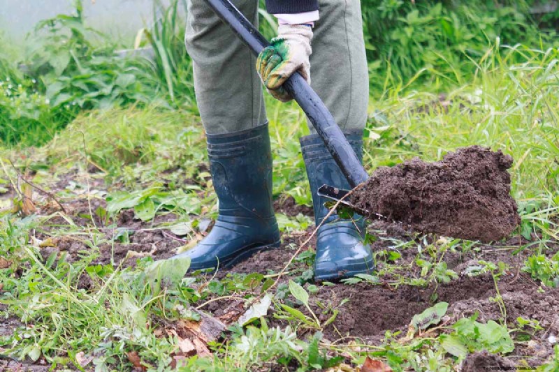 Cultivo de Marionberries:una guía completa para jardineros domésticos 