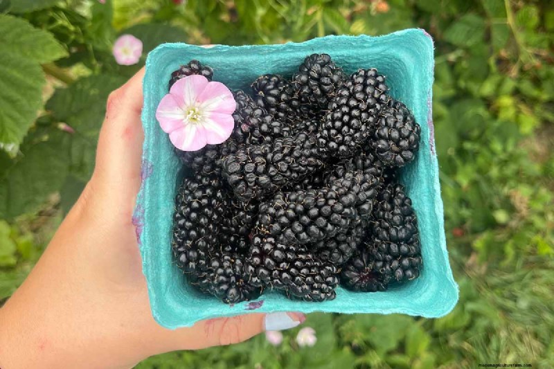 Cultivo de Marionberries:una guía completa para jardineros domésticos 