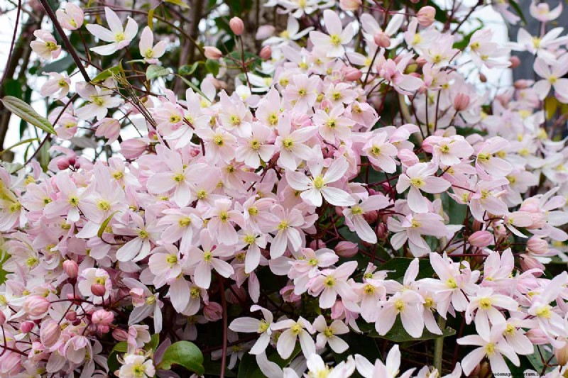Menumbuhkan Evergreen Clematis:Panduan Kecantikan Sepanjang Tahun 