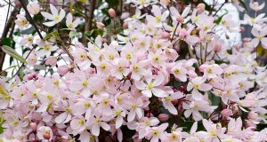 Wachsende immergrüne Clematis:Ein Leitfaden für ganzjährige Schönheit 