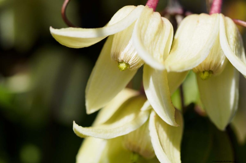 Menumbuhkan Evergreen Clematis:Panduan Kecantikan Sepanjang Tahun 