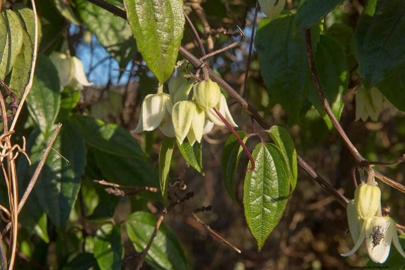 Menumbuhkan Evergreen Clematis:Panduan Kecantikan Sepanjang Tahun 