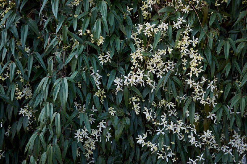 Menumbuhkan Evergreen Clematis:Panduan Kecantikan Sepanjang Tahun 