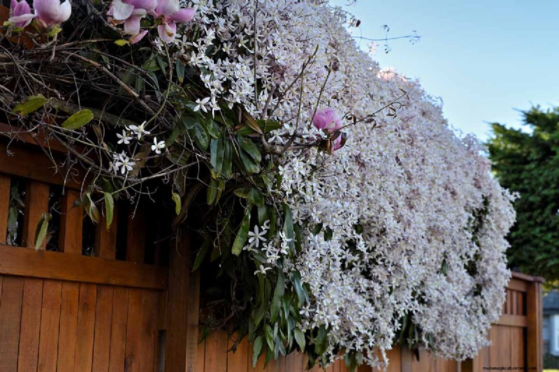 Menumbuhkan Evergreen Clematis:Panduan Kecantikan Sepanjang Tahun 