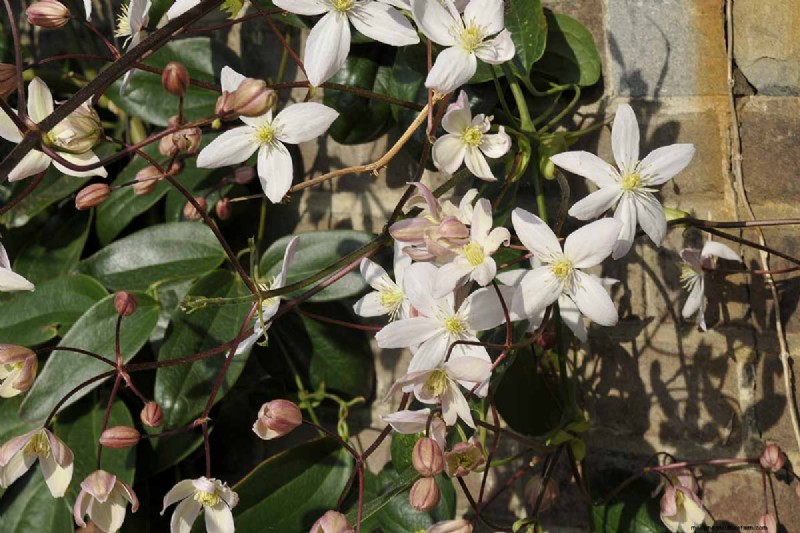 Menumbuhkan Evergreen Clematis:Panduan Kecantikan Sepanjang Tahun 