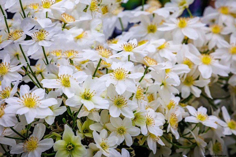 Menumbuhkan Evergreen Clematis:Panduan Kecantikan Sepanjang Tahun 