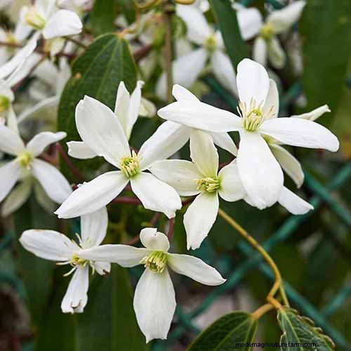 Menumbuhkan Evergreen Clematis:Panduan Kecantikan Sepanjang Tahun 