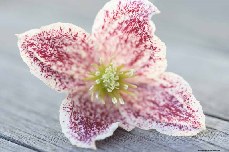 Menumbuhkan Evergreen Clematis:Panduan Kecantikan Sepanjang Tahun 