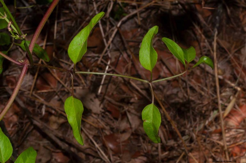Menumbuhkan Evergreen Clematis:Panduan Kecantikan Sepanjang Tahun 