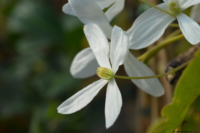 Menumbuhkan Evergreen Clematis:Panduan Kecantikan Sepanjang Tahun 