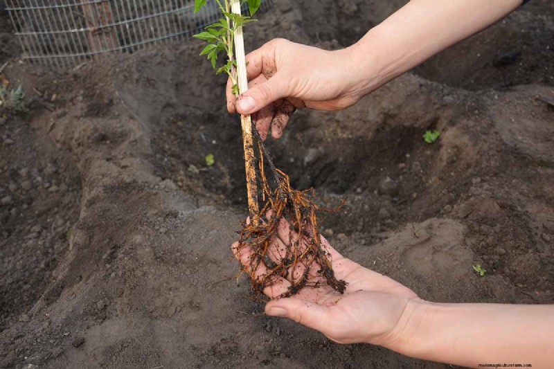 Menumbuhkan Evergreen Clematis:Panduan Kecantikan Sepanjang Tahun 