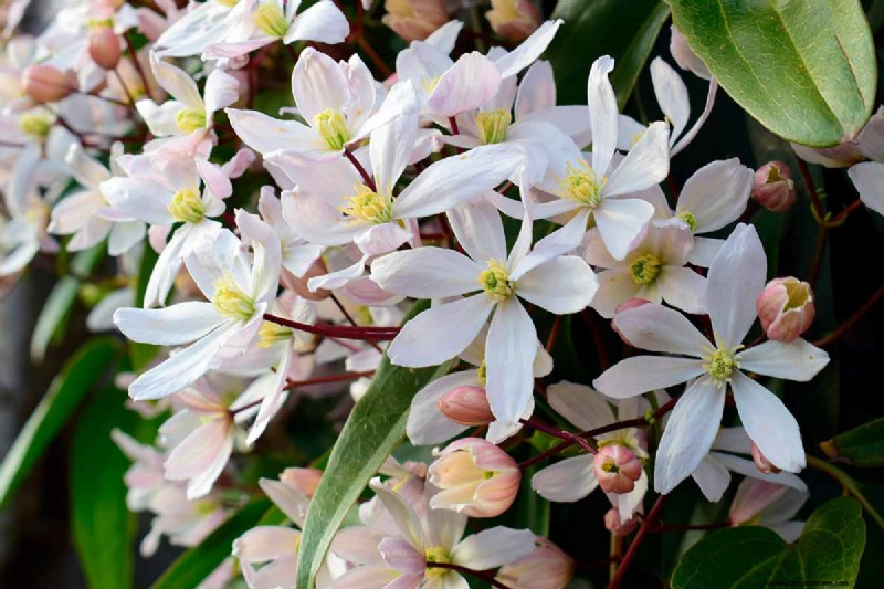 Menumbuhkan Evergreen Clematis:Panduan Kecantikan Sepanjang Tahun 