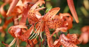 Tijgerlelieverzorging:prachtige bloemen kweken en cultiveren 