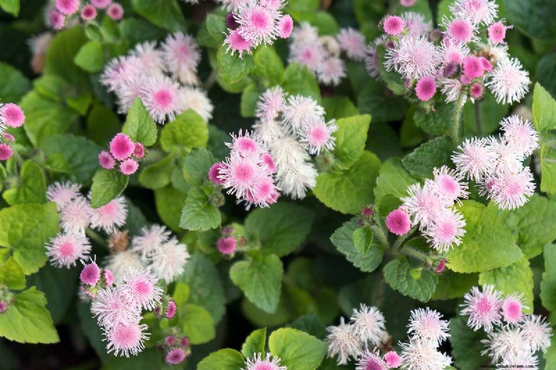 Cura dell agerato:coltivazione e mantenimento dei fiori di filo interdentale 