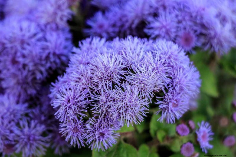 Cura dell agerato:coltivazione e mantenimento dei fiori di filo interdentale 